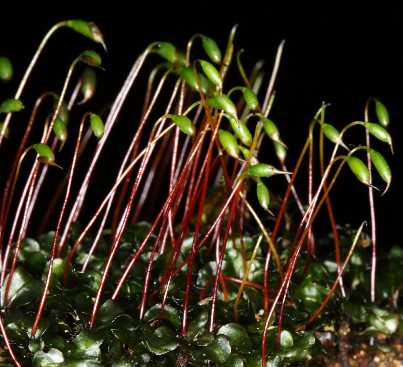 Rhizomnium punctatum
